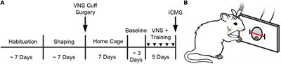 Common Cholinergic, Noradrenergic, and Serotonergic Drugs Do Not Block VNS-Mediated Plasticity